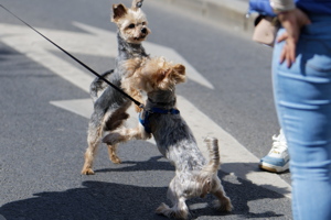 Two puppies playing